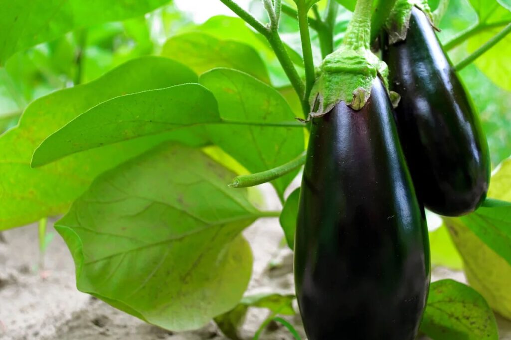 How to Store Black Beauty Eggplants