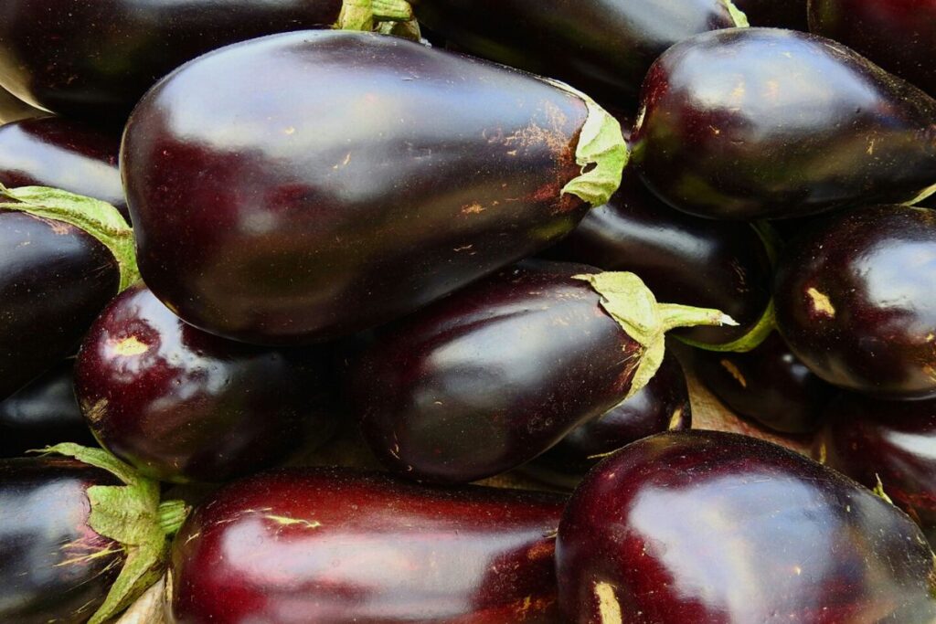 Introducing Black Beauty Eggplant