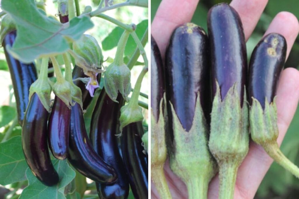 Little Finger Eggplant Care and Maintenance