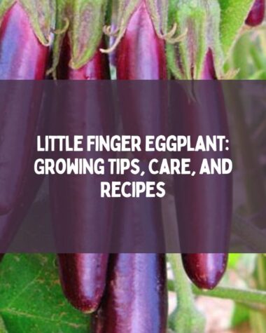 Little Finger Eggplant Growing Tips, Care, and Recipes