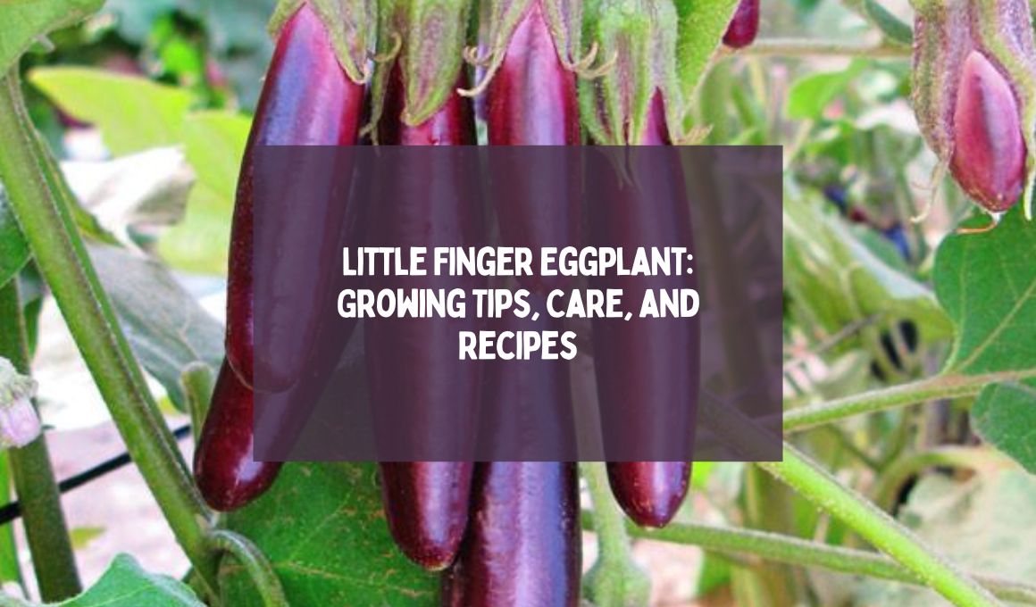 Little Finger Eggplant: Growing Tips, Care, and Recipes - Happiness ...