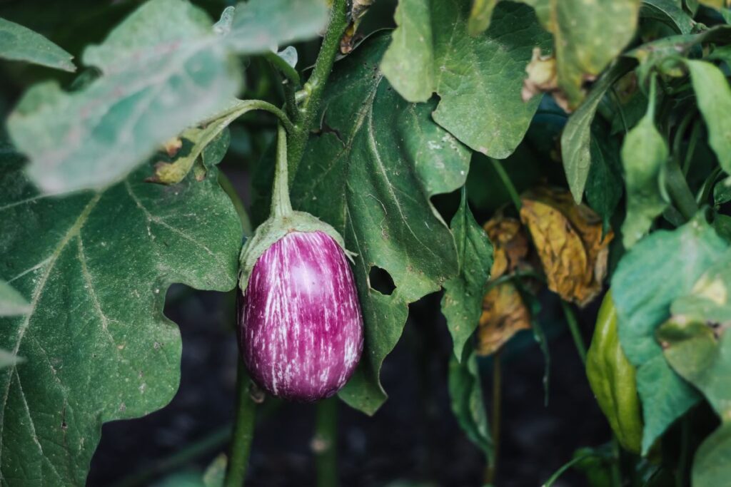 Tips for Growing Eggplants in Shade