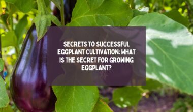 What is the Secret for Growing Eggplant