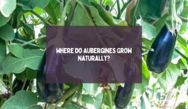 Where Do Aubergines Grow Naturally