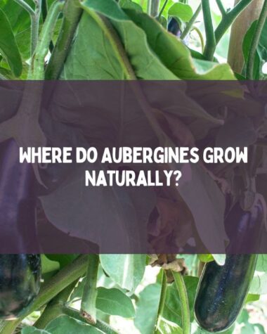 Where Do Aubergines Grow Naturally