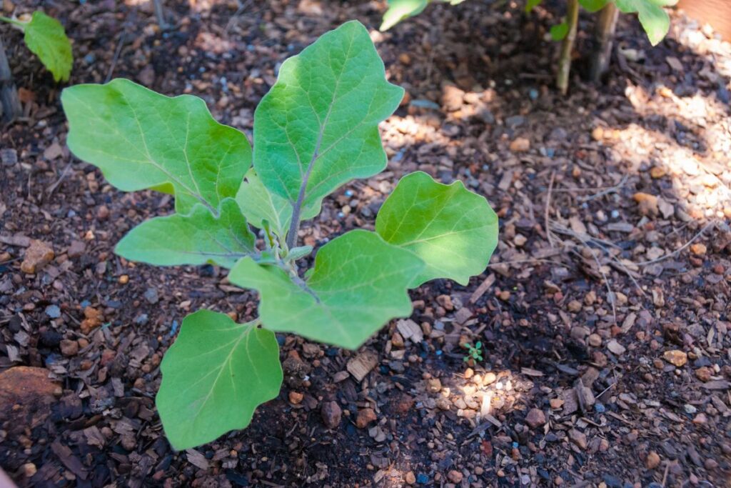 Will Eggplant Grow in Shade An Overview