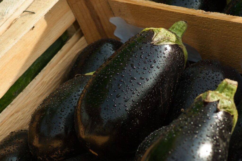 harvesting brinjal at home