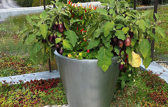 Harvesting Eggplants