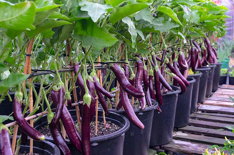 How To Grow Eggplant In Pots?