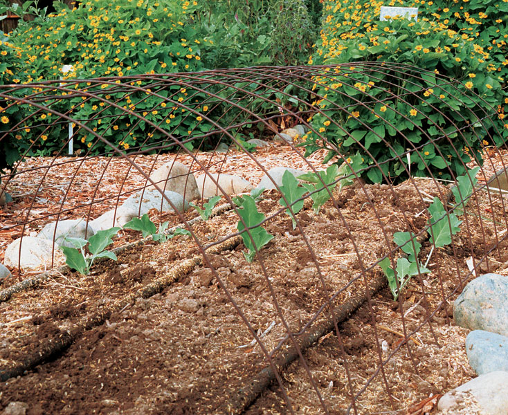 Steps to Support Eggplants on a Trellis