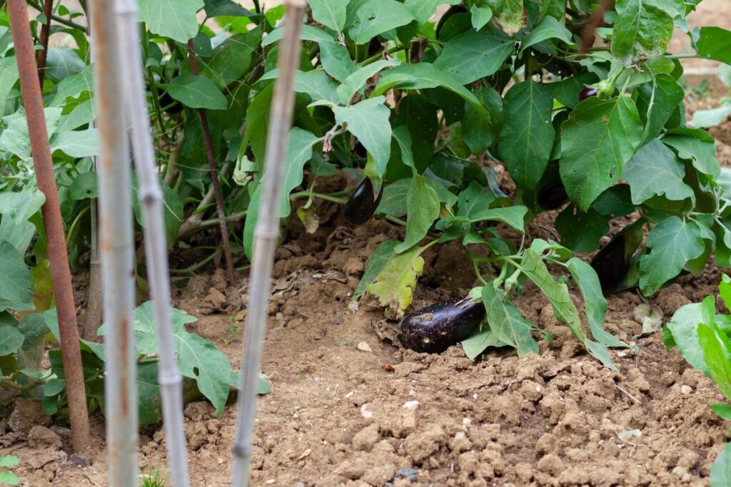 planting brinjal at home