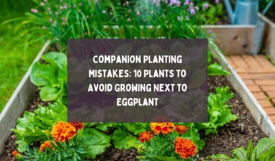 Companion Planting Mistakes 10 Plants to Avoid Growing Next to Eggplant