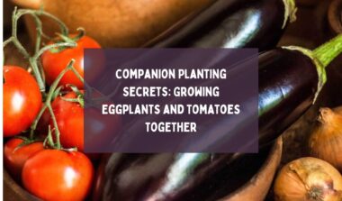 Companion Planting Secrets Growing Eggplants and Tomatoes Together