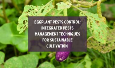 Eggplant Pests Control Integrated Pests Management Techniques for Sustainable Cultivation