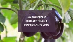 How to Increase Eggplant Yields A Comprehensive Guide