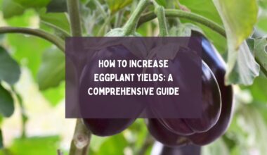 How to Increase Eggplant Yields A Comprehensive Guide