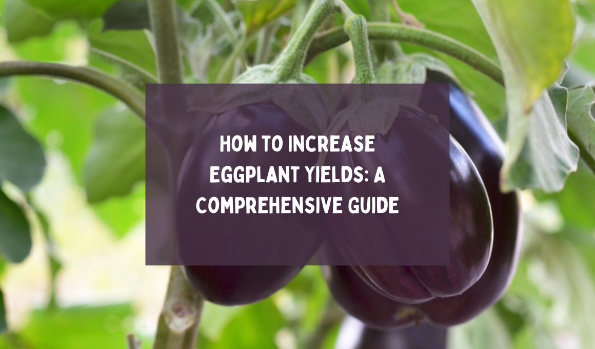 How to Increase Eggplant Yields: A Comprehensive Guide - Happiness ...