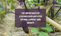 The Importance of Staking Eggplants for Optimal Support and Growth