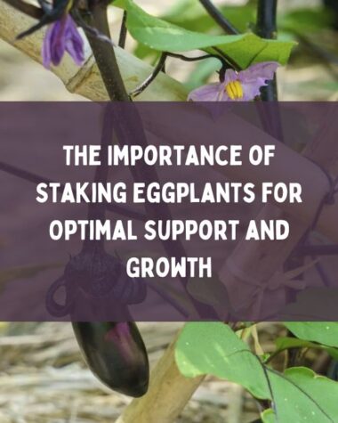The Importance of Staking Eggplants for Optimal Support and Growth