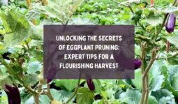 Unlocking the Secrets of Eggplant Pruning Expert Tips for a Flourishing Harvest
