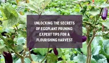 Unlocking the Secrets of Eggplant Pruning Expert Tips for a Flourishing Harvest