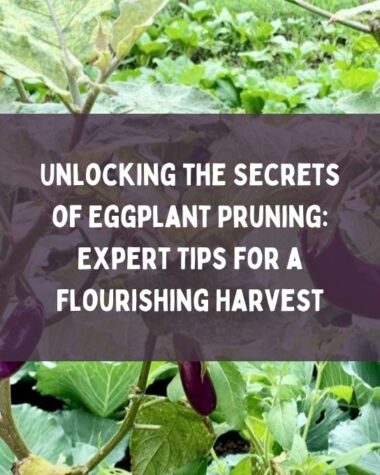 Unlocking the Secrets of Eggplant Pruning Expert Tips for a Flourishing Harvest