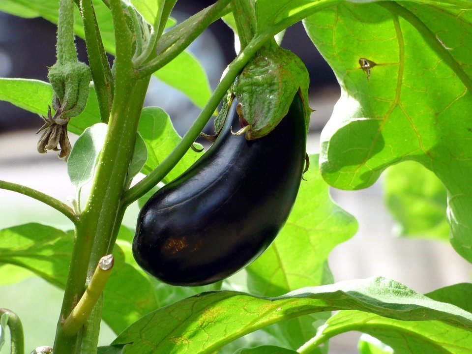 12 Eggplant Pests And Their Treatments