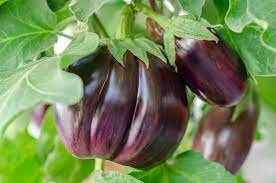 Selecting the Right Eggplant Varieties