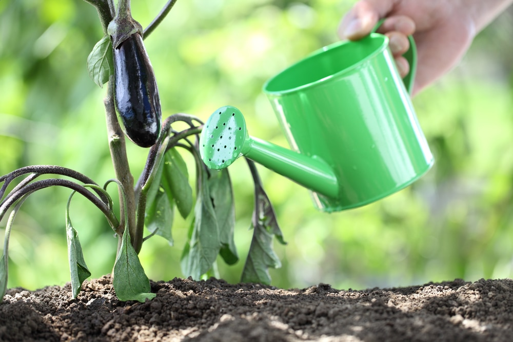 Watering and Irrigation